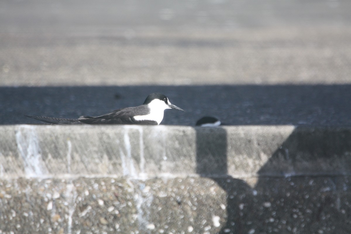 Sooty Tern - ML645702439