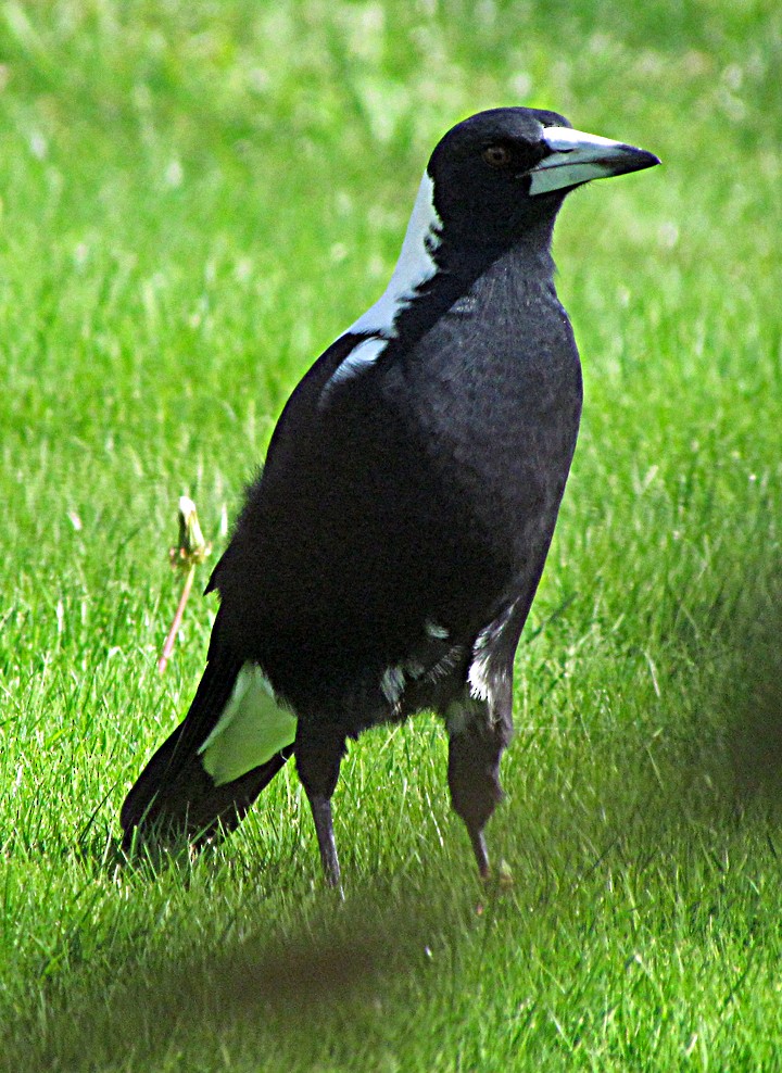 Australian Magpie - ML645702440