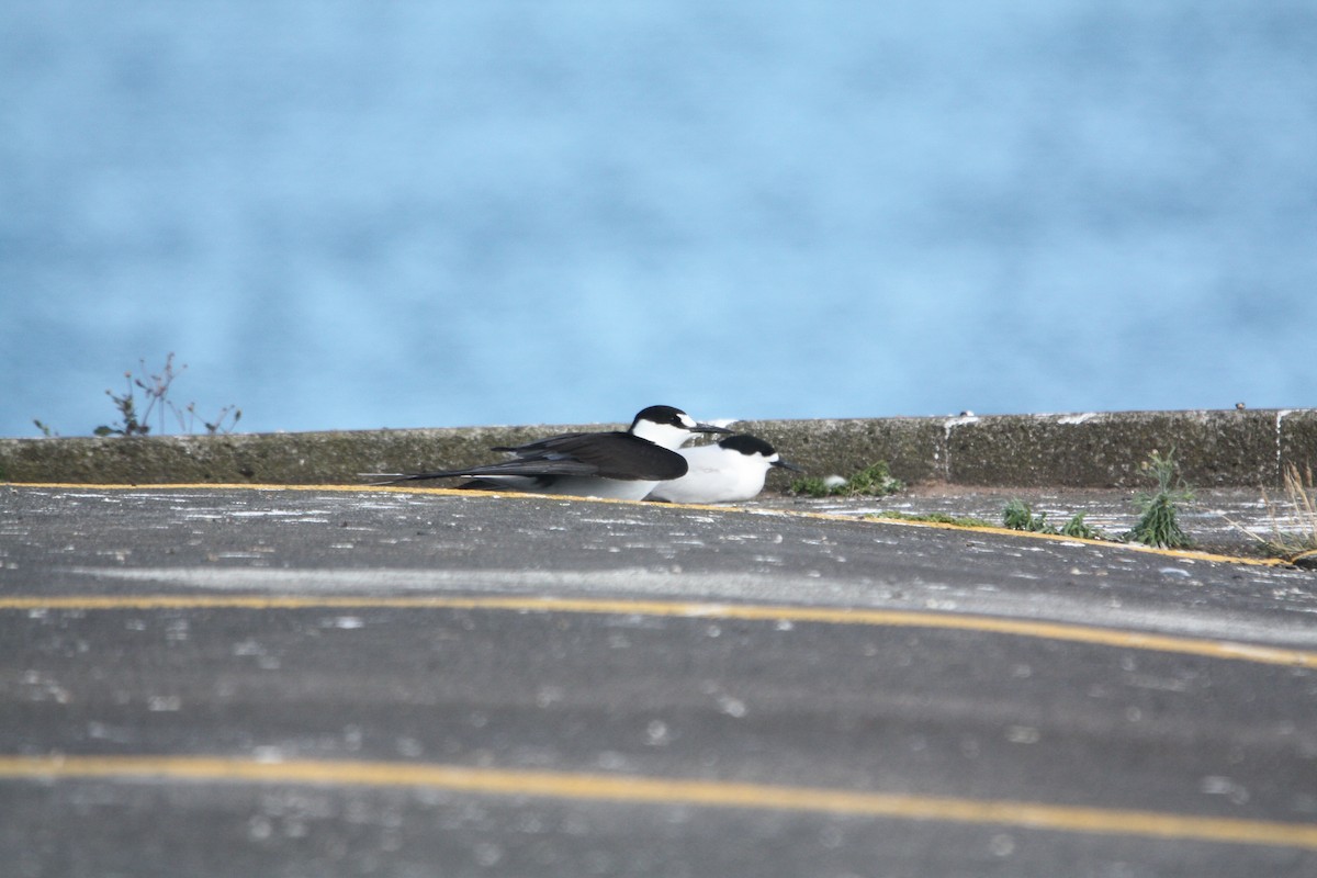 Sooty Tern - ML645702441