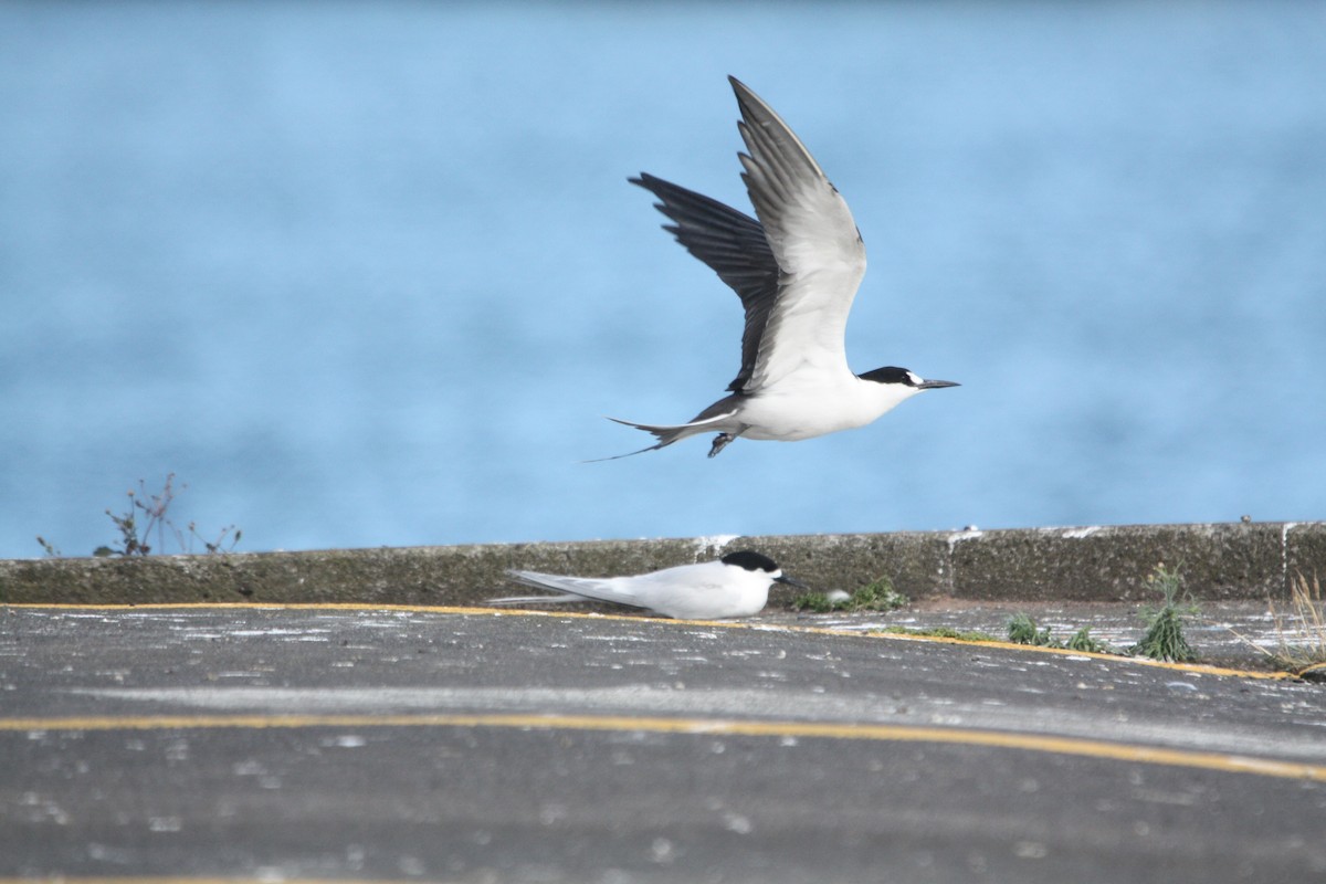 Sooty Tern - ML645702442
