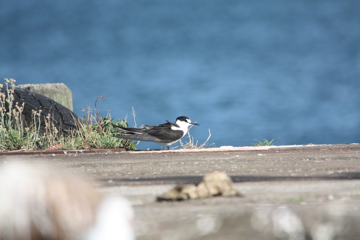 Sooty Tern - ML645702443