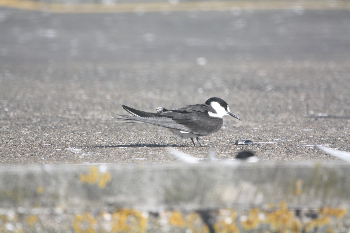 Sooty Tern - ML645702444