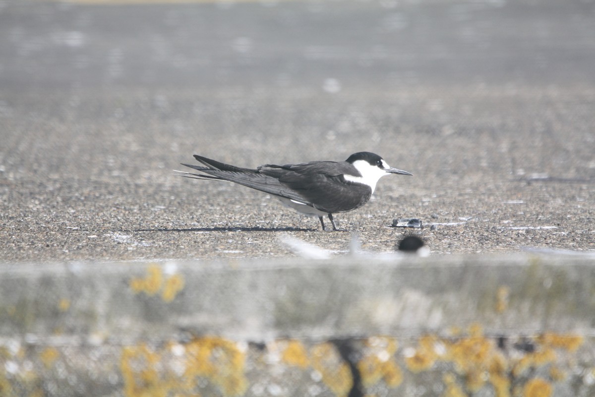 Sooty Tern - ML645702445
