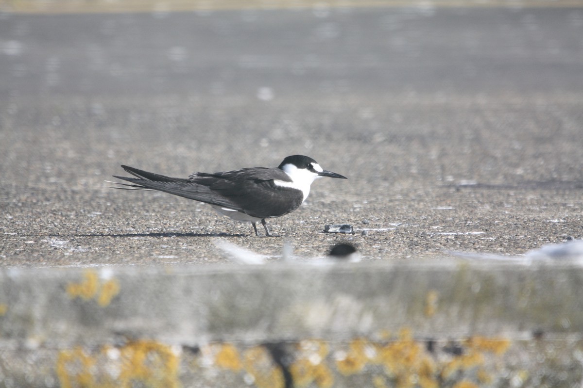 Sooty Tern - ML645702446