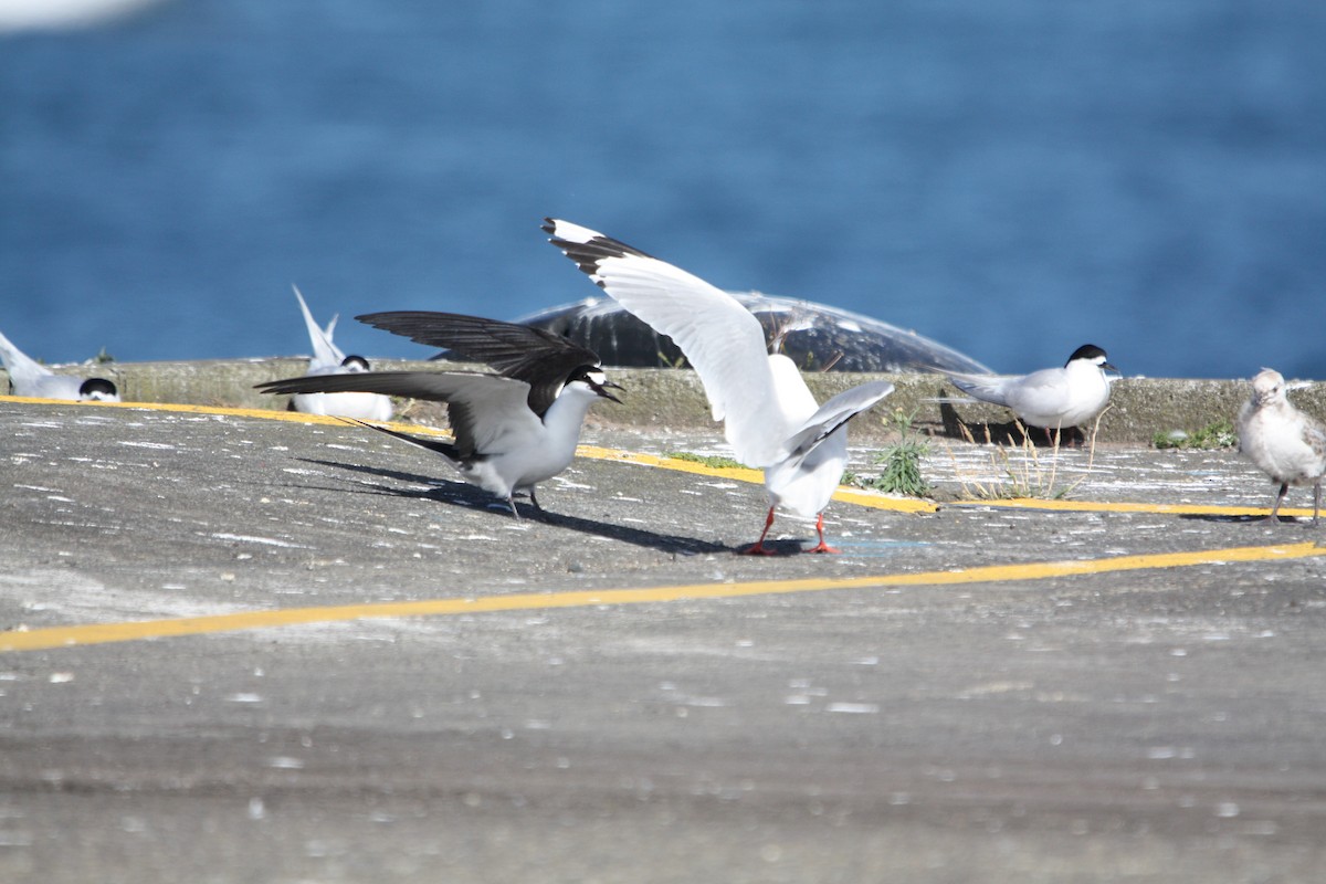 Sooty Tern - ML645702447