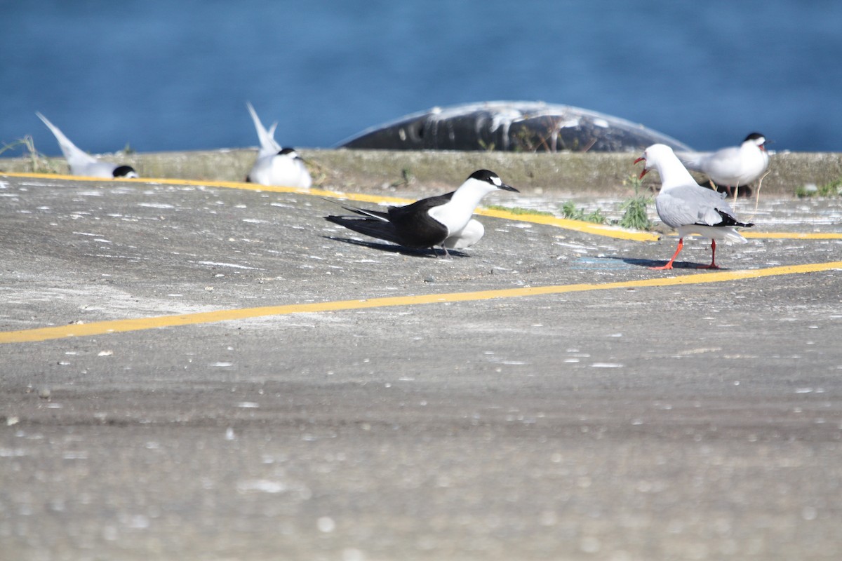 Sooty Tern - ML645702448