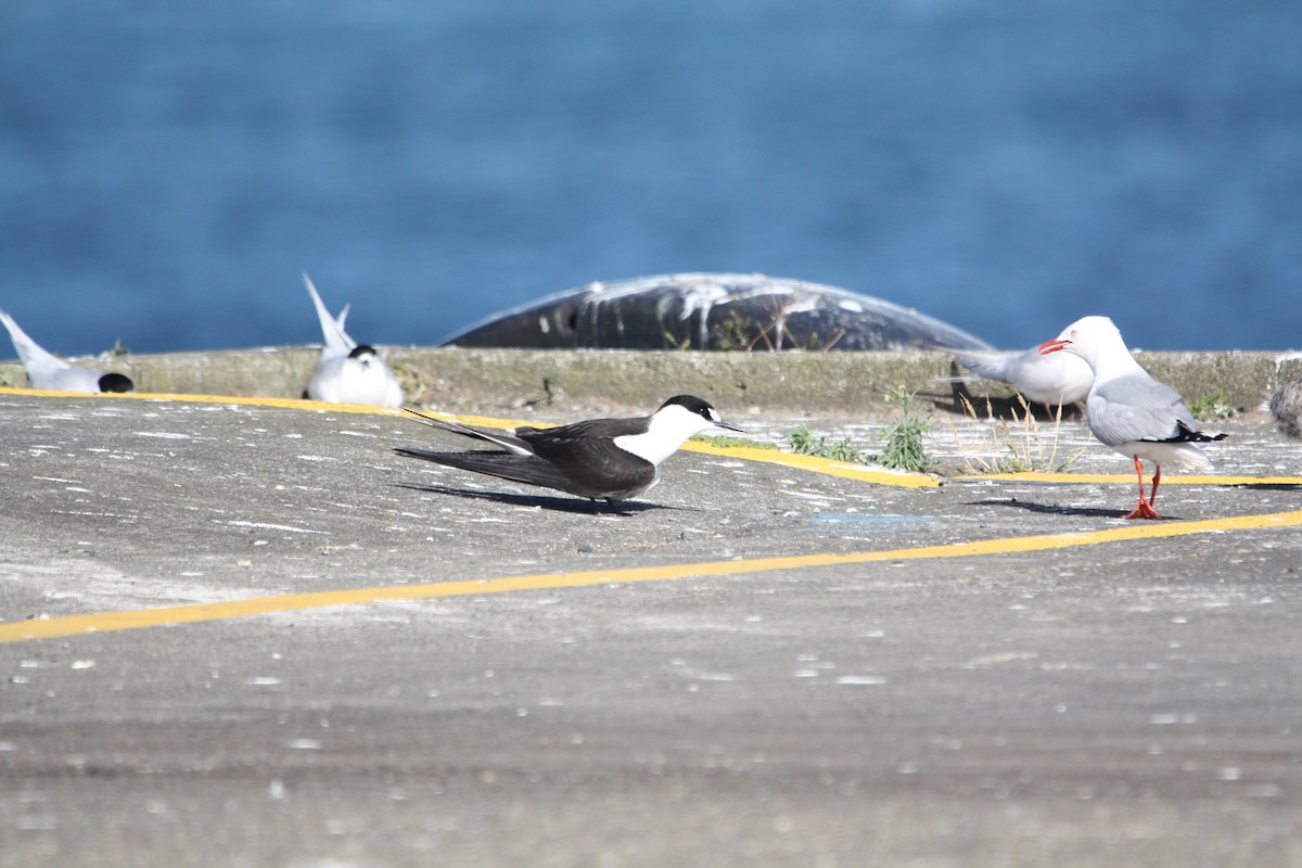 Sooty Tern - ML645702449