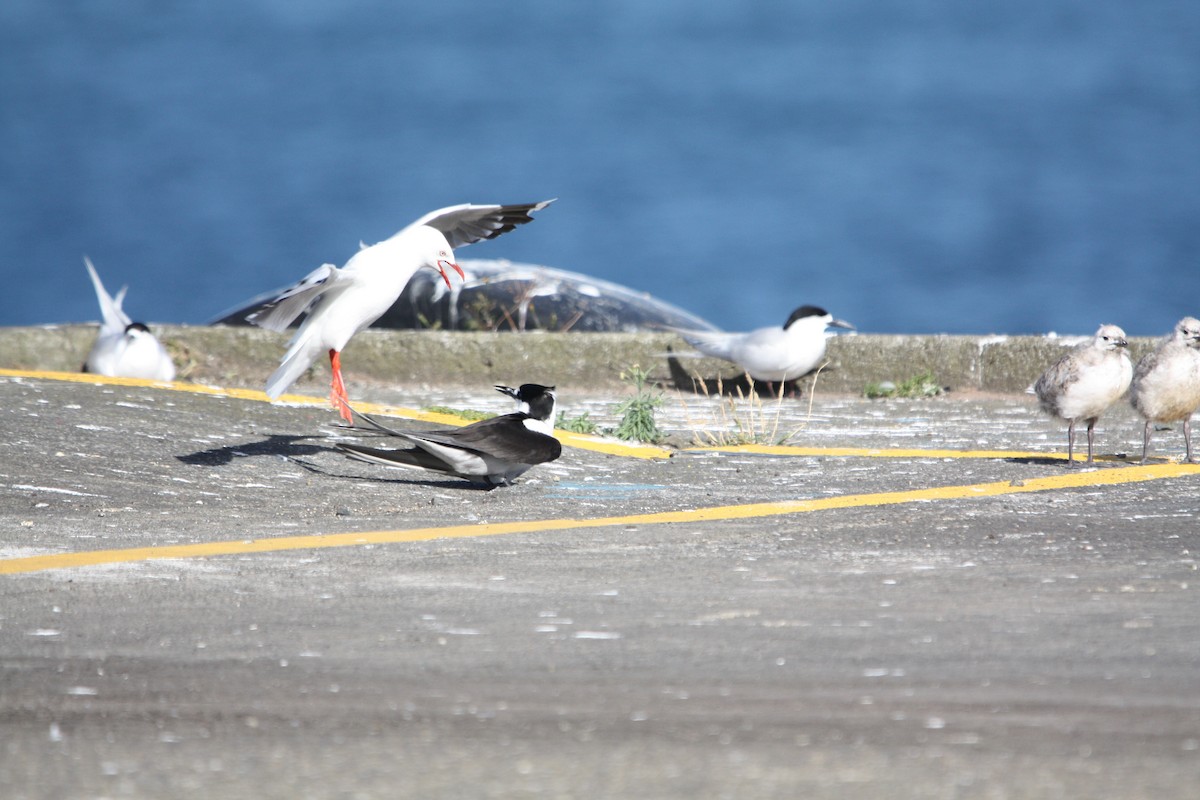 Sooty Tern - ML645702450