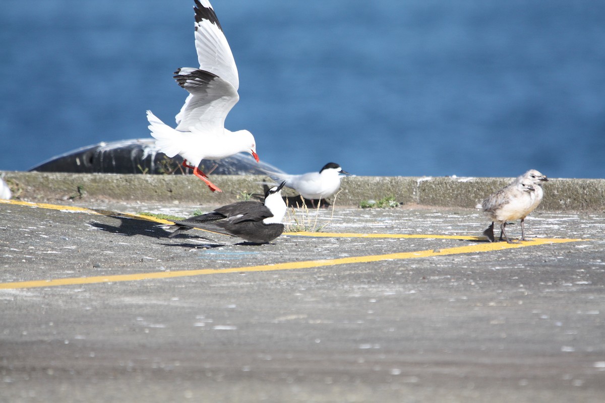Sooty Tern - ML645702451