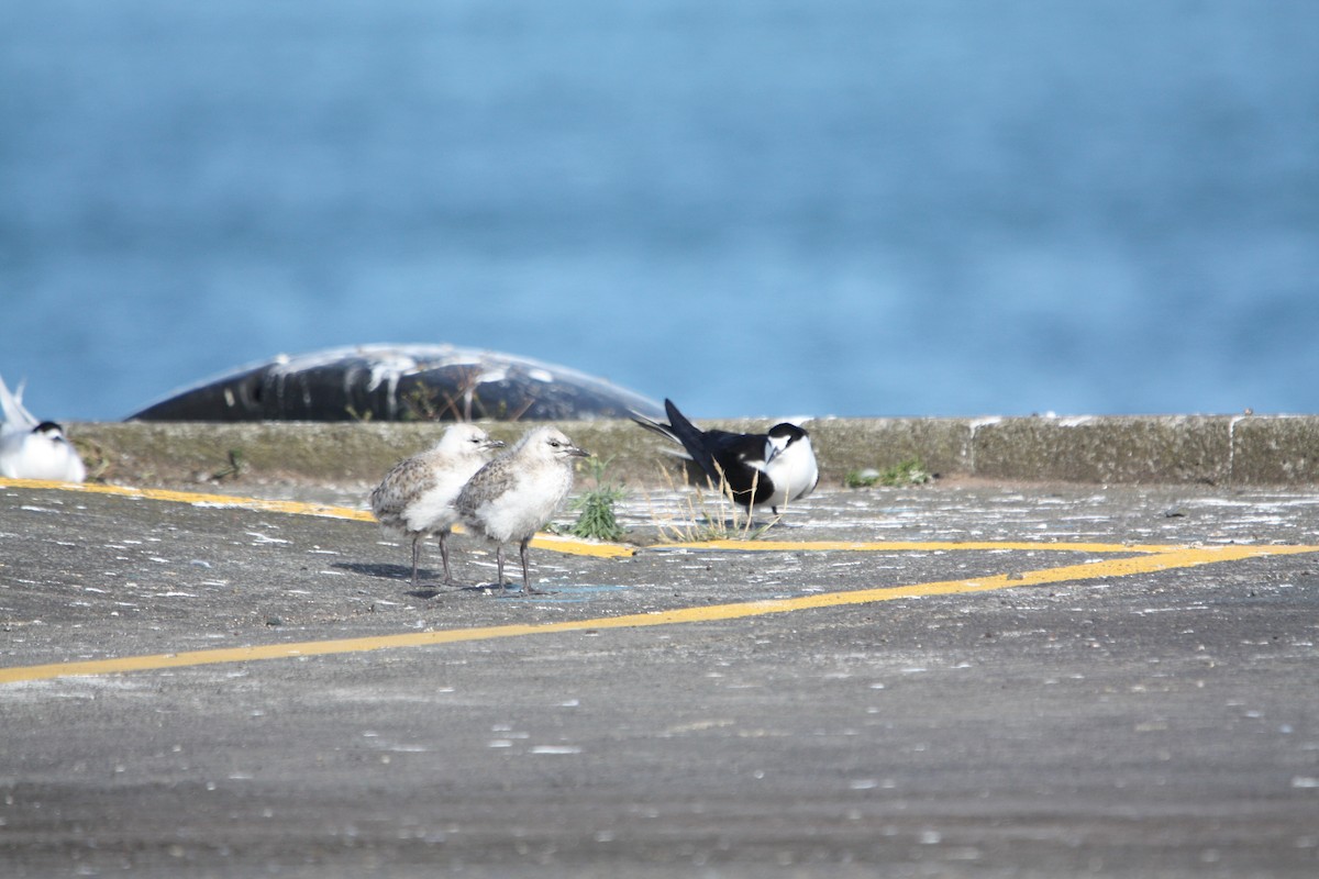 Sooty Tern - ML645702452
