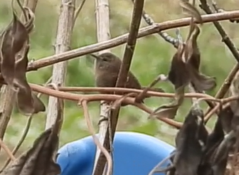 Eurasian Wren - ML645702453