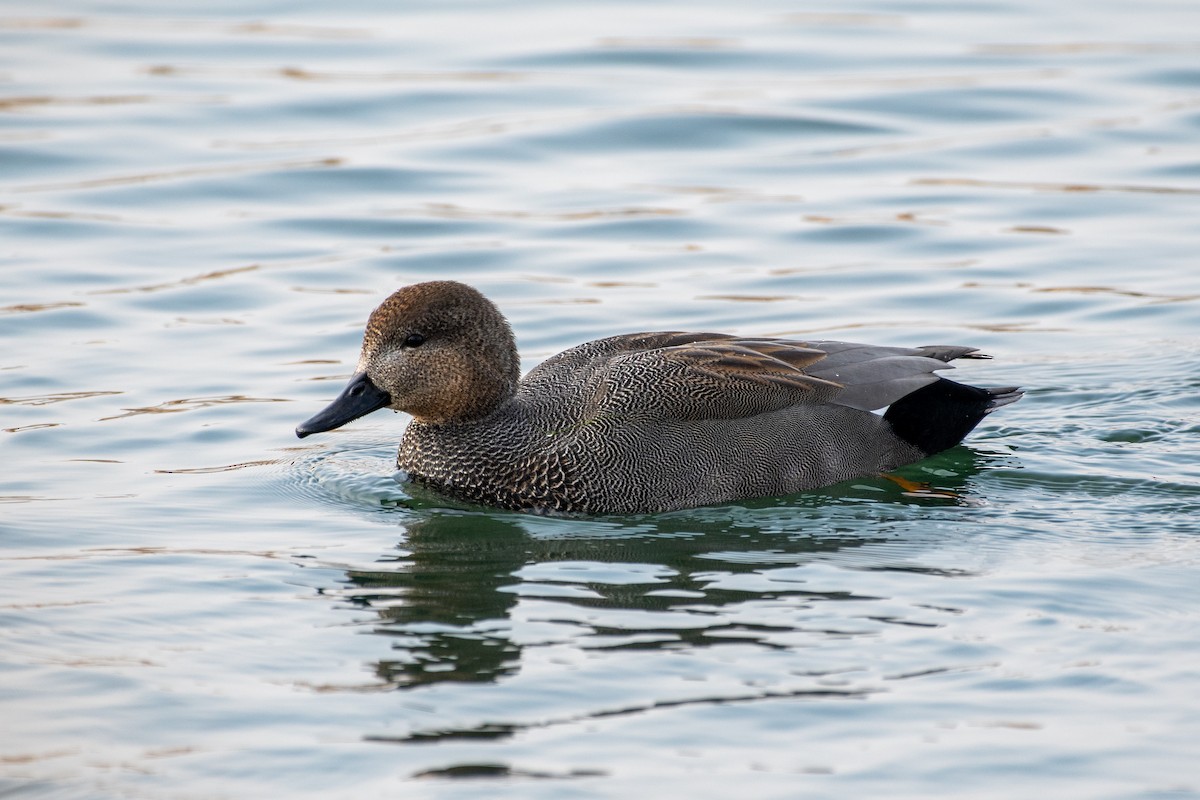 Gadwall - ML645702462