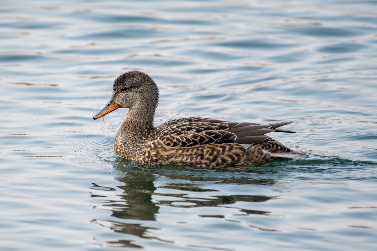Gadwall - ML645702463