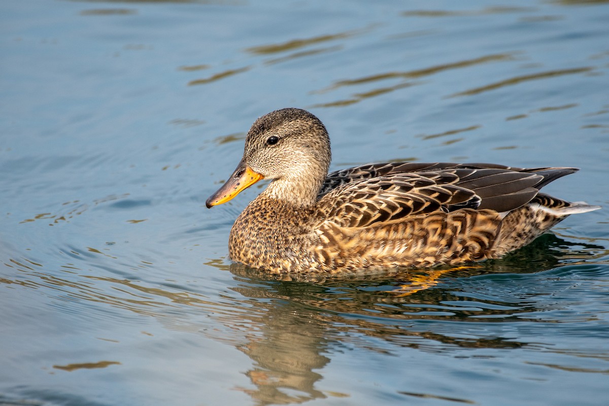 Gadwall - ML645702466