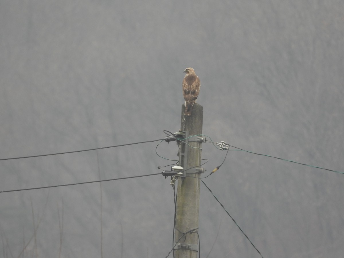 Eastern Buzzard - ML645702472