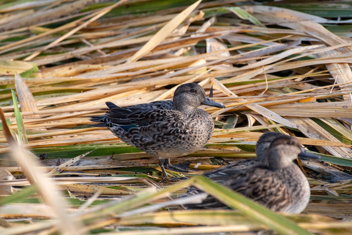 Green-winged Teal - ML645702473