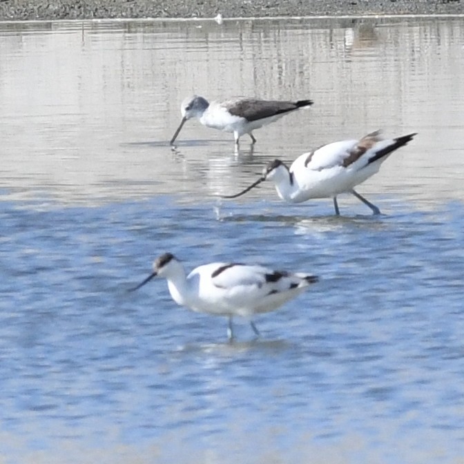 Pied Avocet - ML645702474