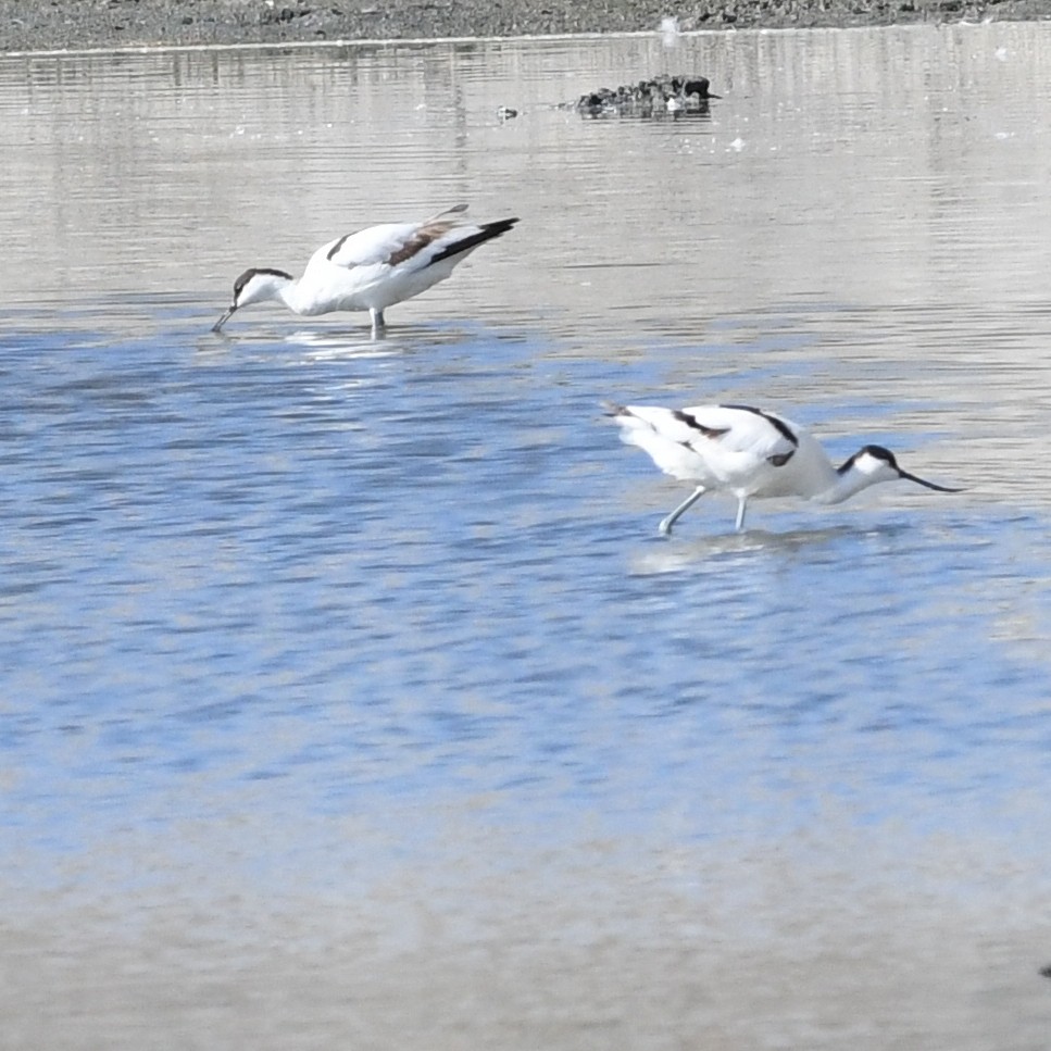 Pied Avocet - ML645702475