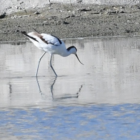 Pied Avocet - ML645702476