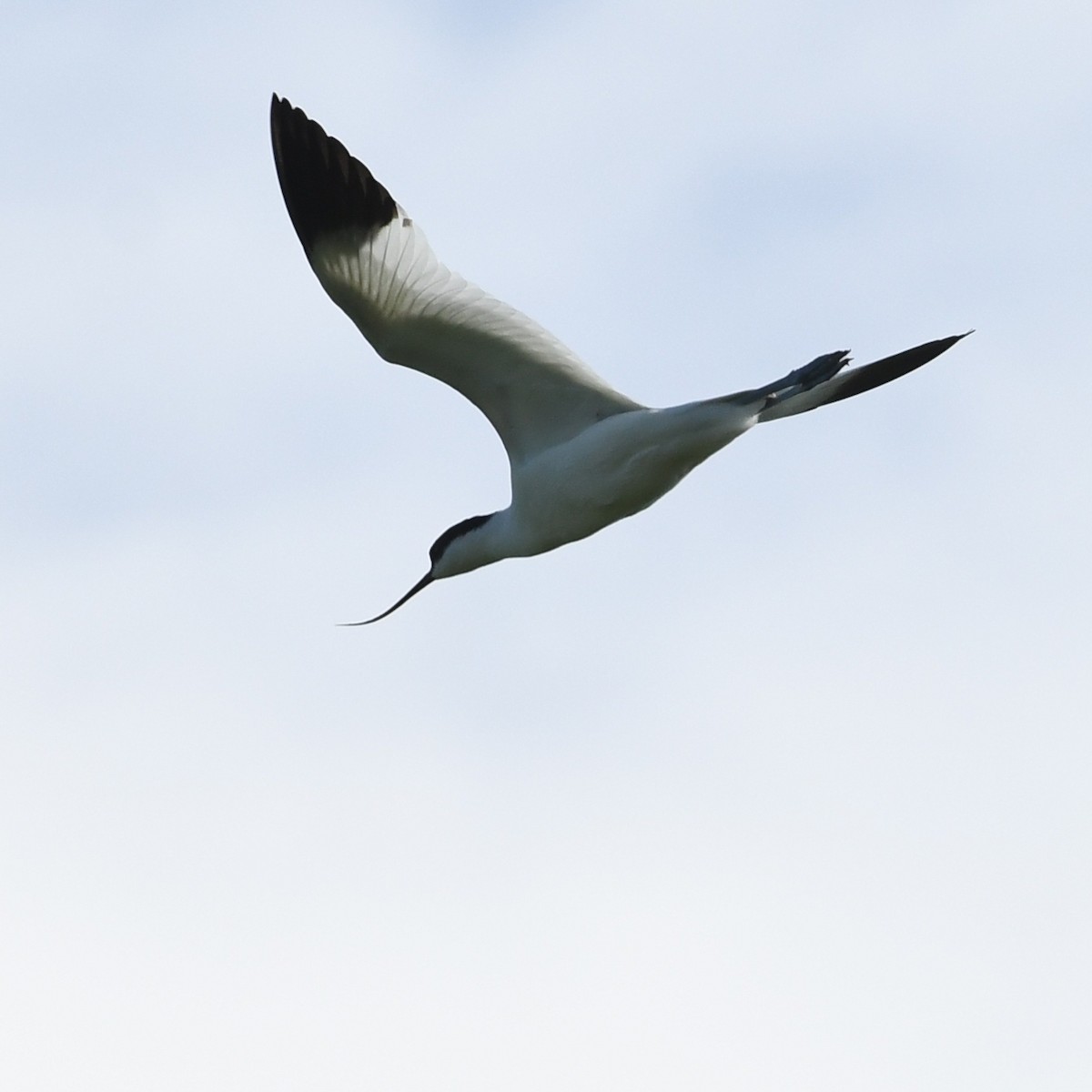 Pied Avocet - ML645702477