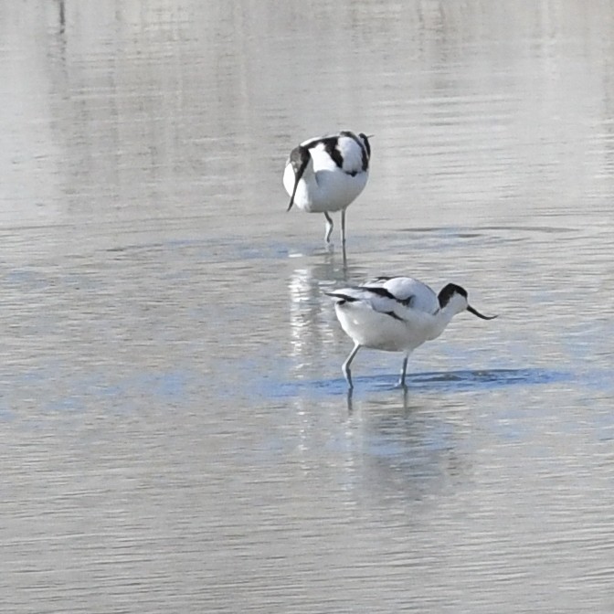 Pied Avocet - ML645702490