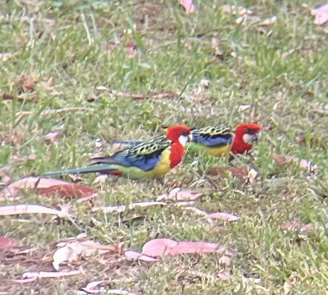 Eastern Rosella - ML645702506