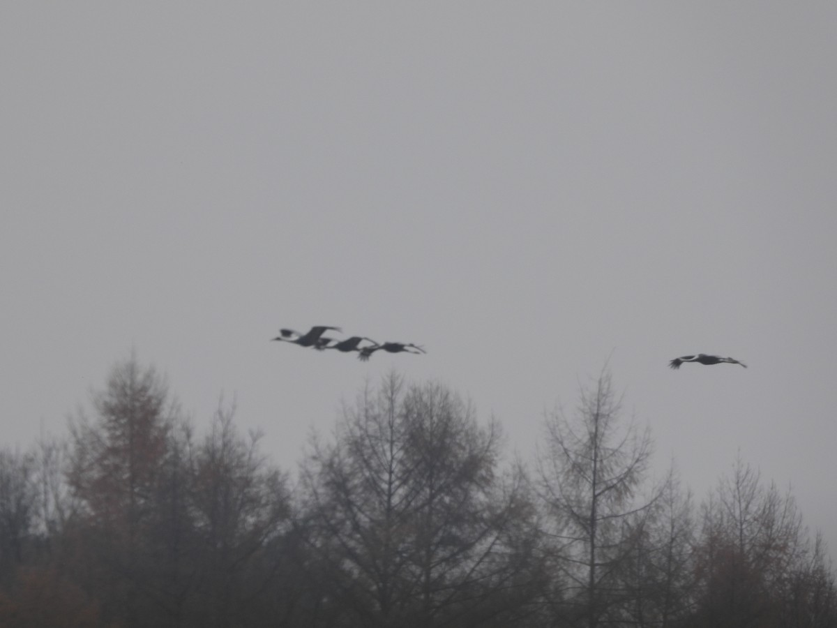 White-naped Crane - ML645702517