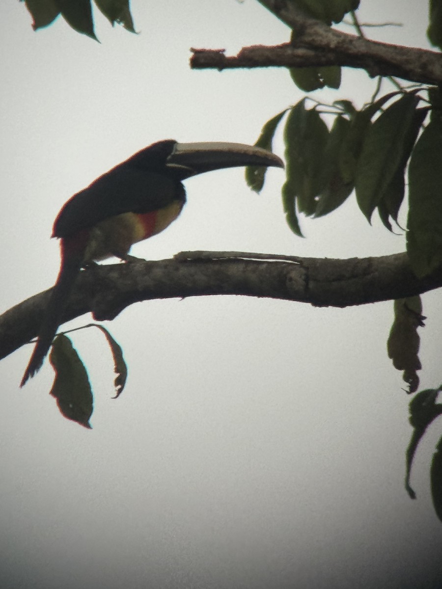 Black-necked Aracari - ML645702518