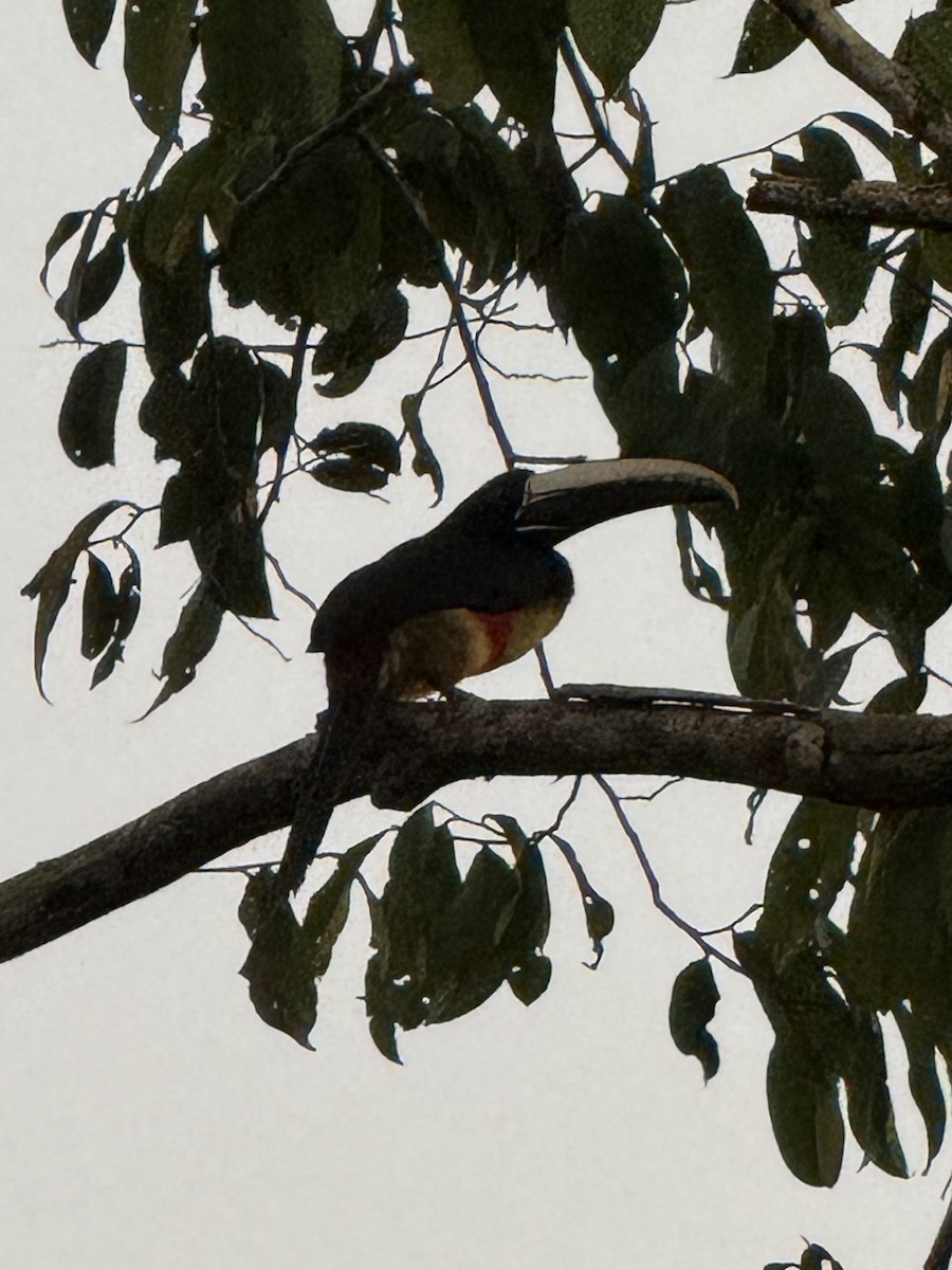 Black-necked Aracari - ML645702519