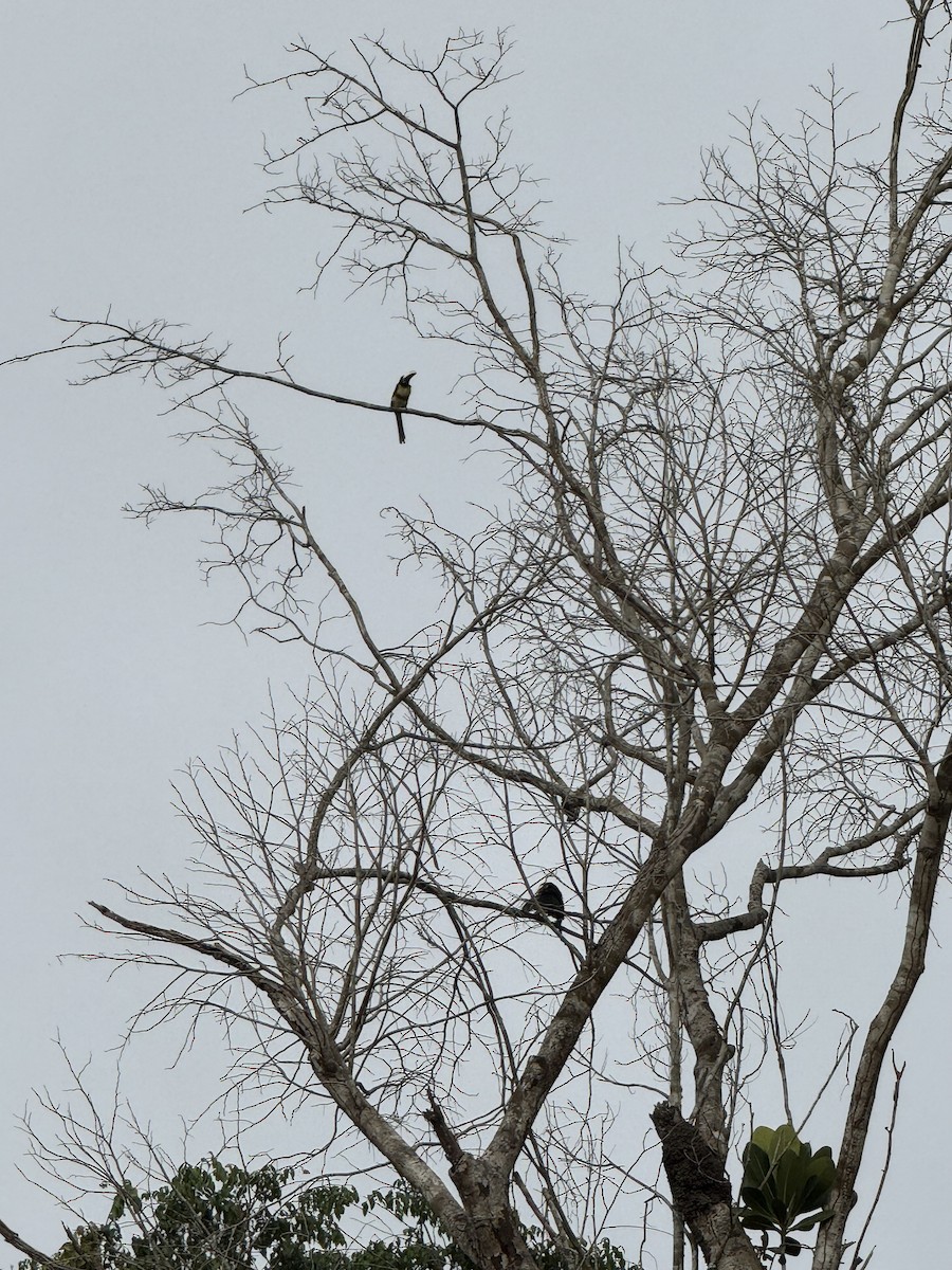 Black-necked Aracari - ML645702520