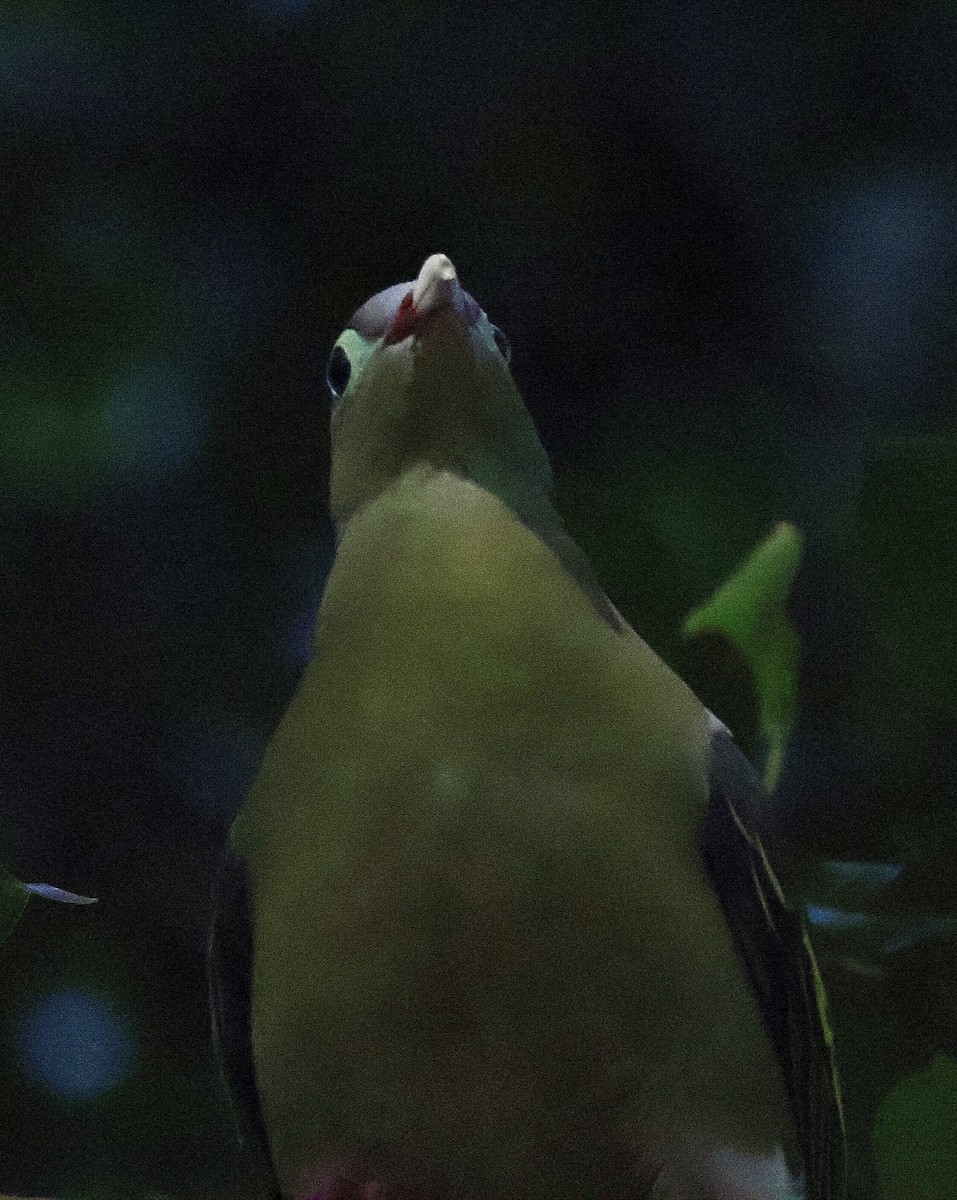 Kalın Gagalı Yeşil Güvercin - ML645702528