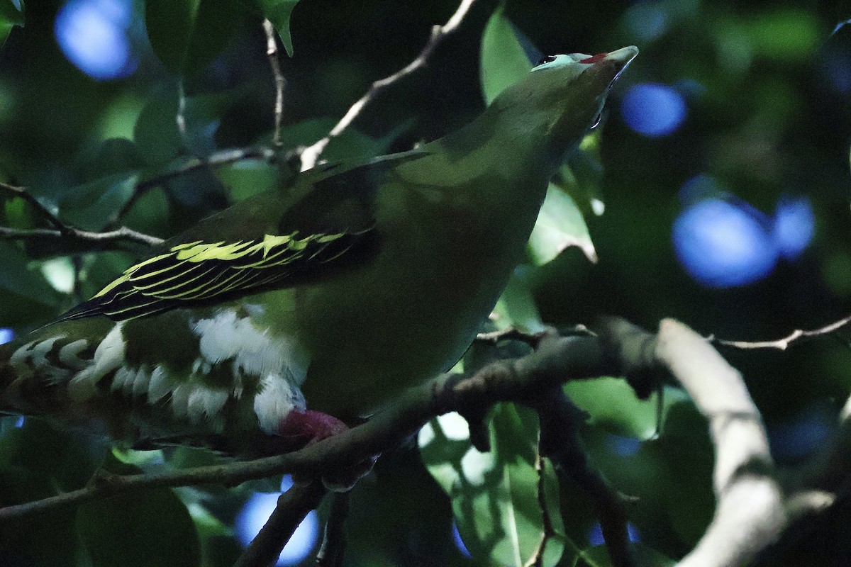 Kalın Gagalı Yeşil Güvercin - ML645702529