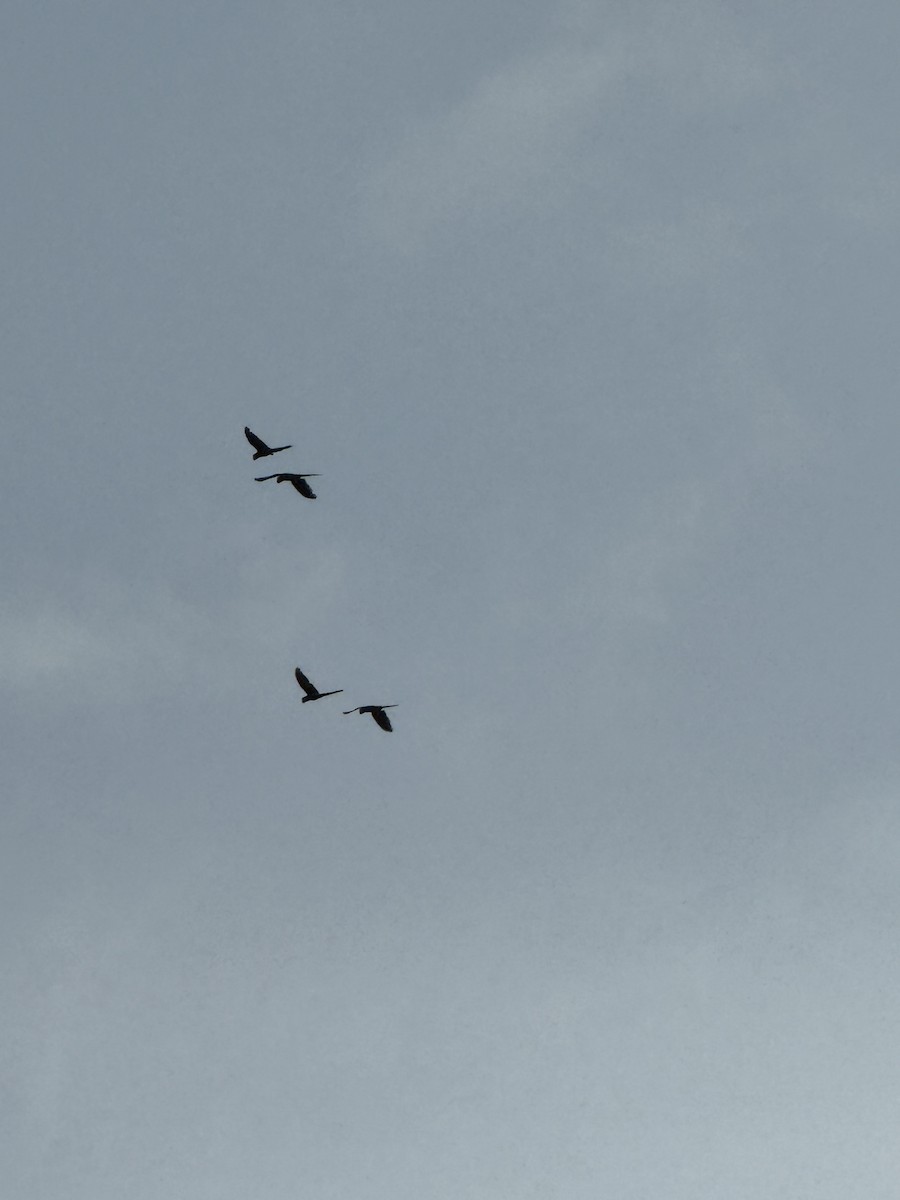 Red-and-green Macaw - ML645702530