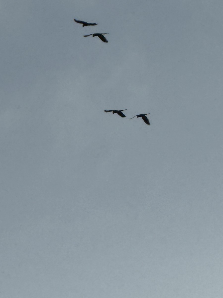 Red-and-green Macaw - ML645702531