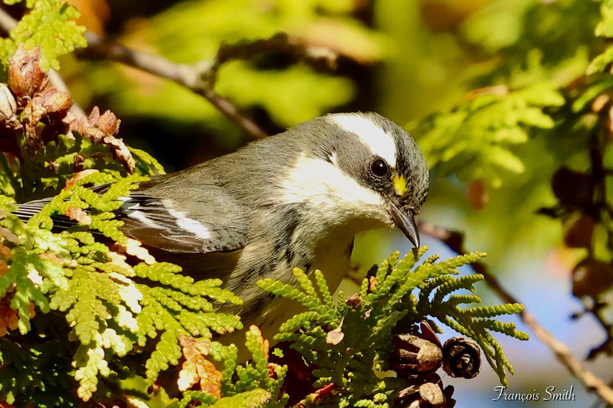 Black-throated Gray Warbler - ML645702542