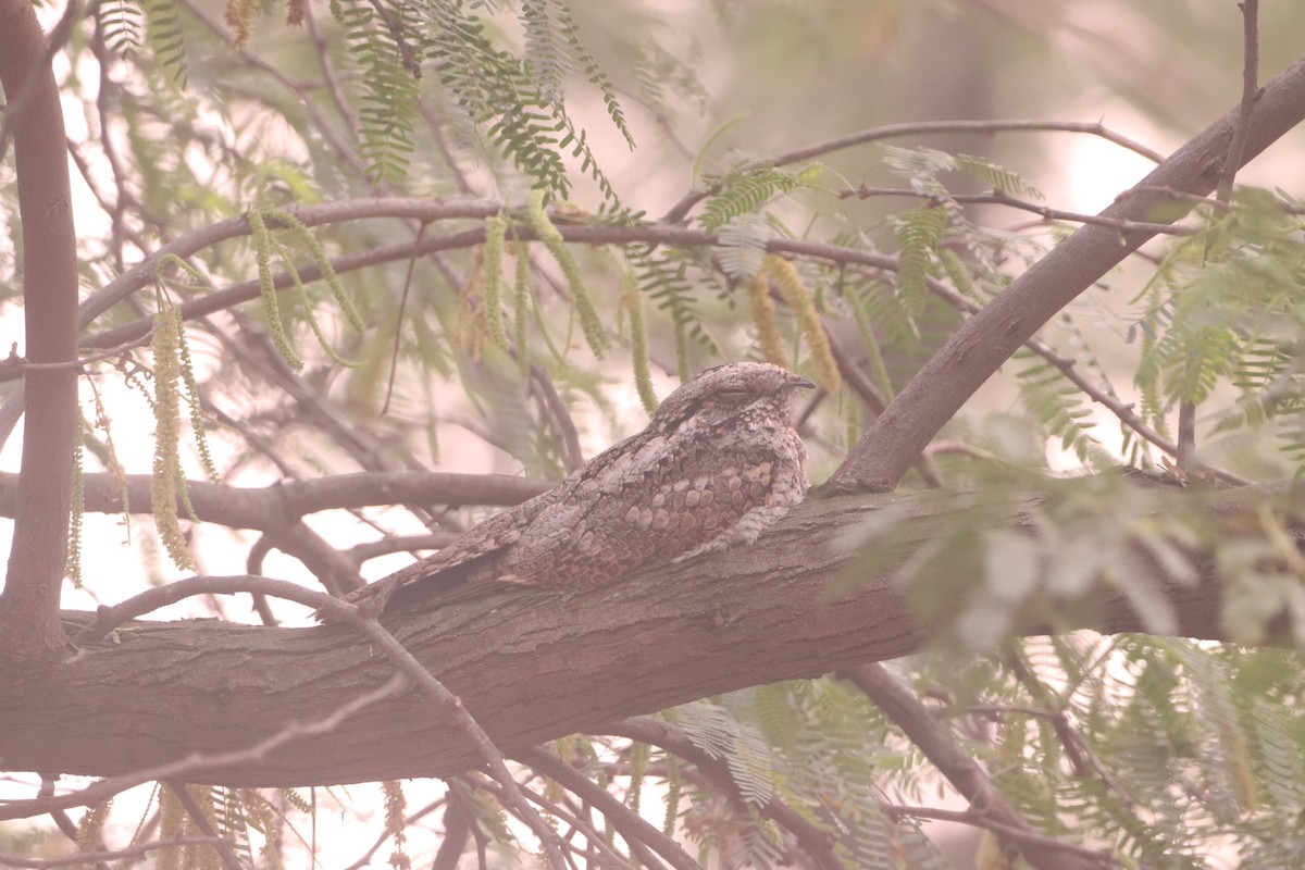 Jungle Nightjar - ML645702557