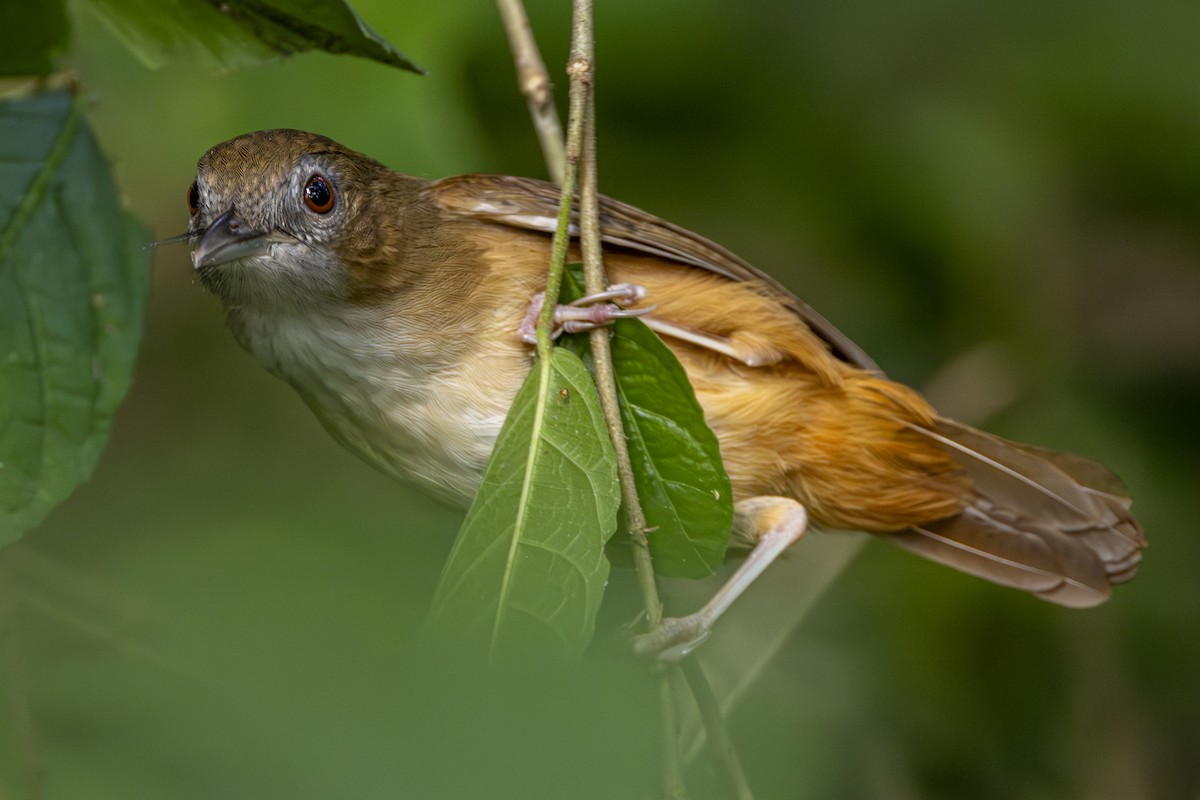 Rotschwanz-Mausdrossling - ML645702571