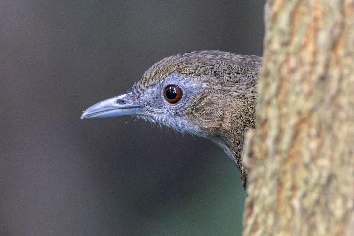 Rotschwanz-Mausdrossling - ML645702572