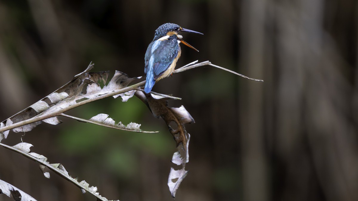 Common Kingfisher - ML645702577