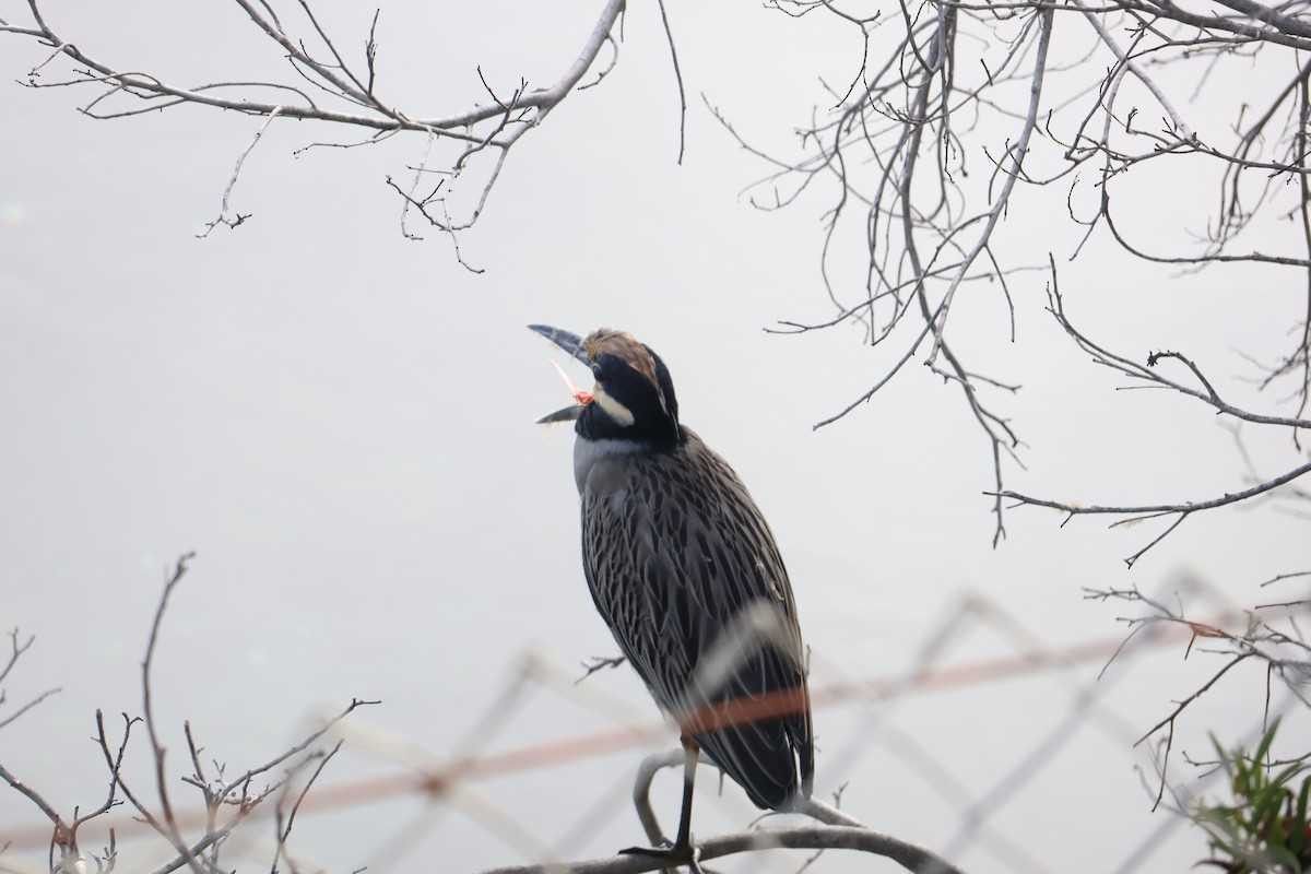 Sarı Tepeli Gece Balıkçılı - ML645702616