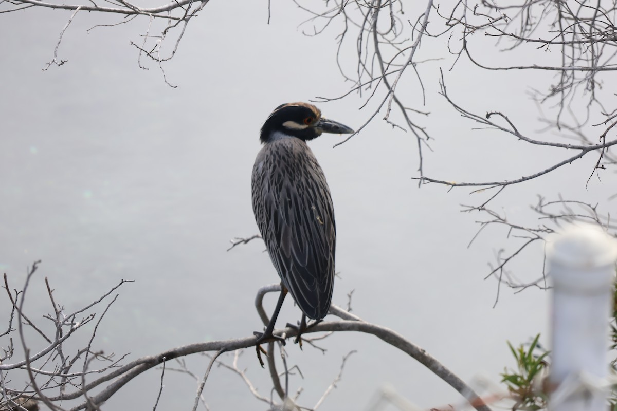 Sarı Tepeli Gece Balıkçılı - ML645702617