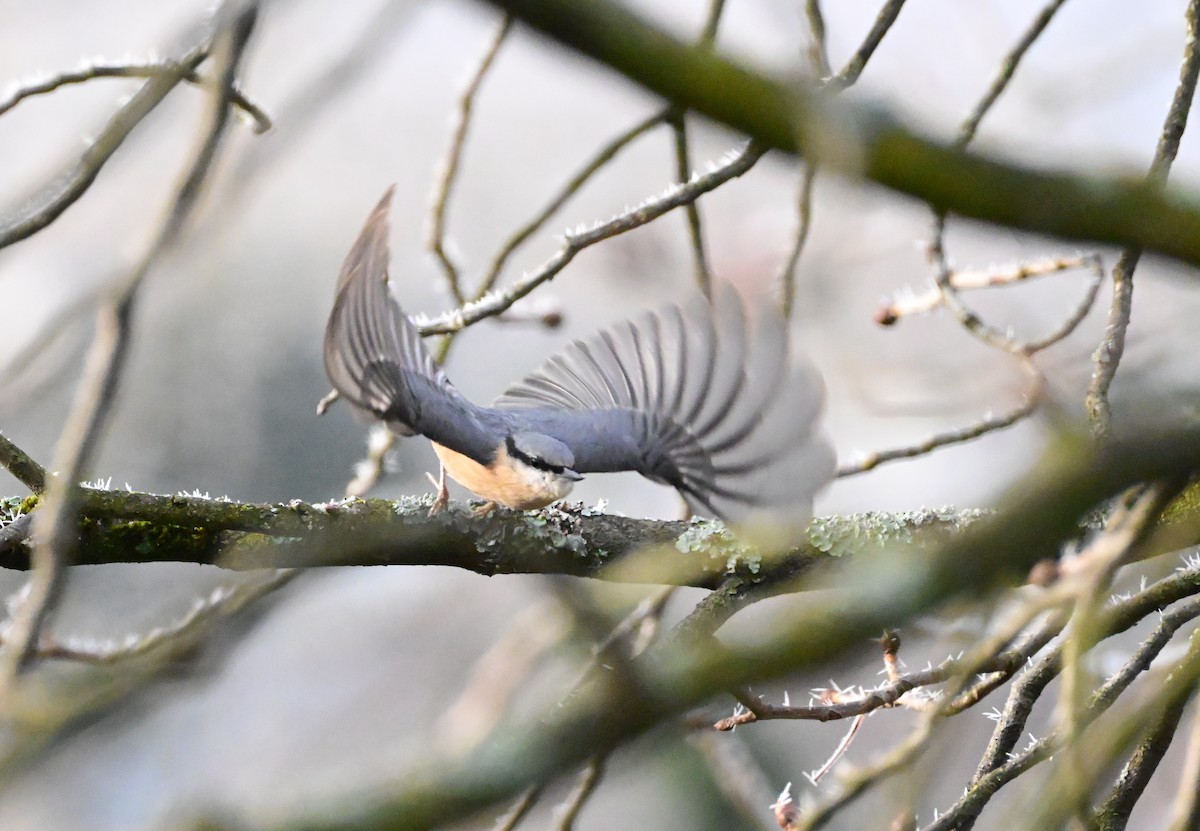 Eurasian Nuthatch - ML645702649