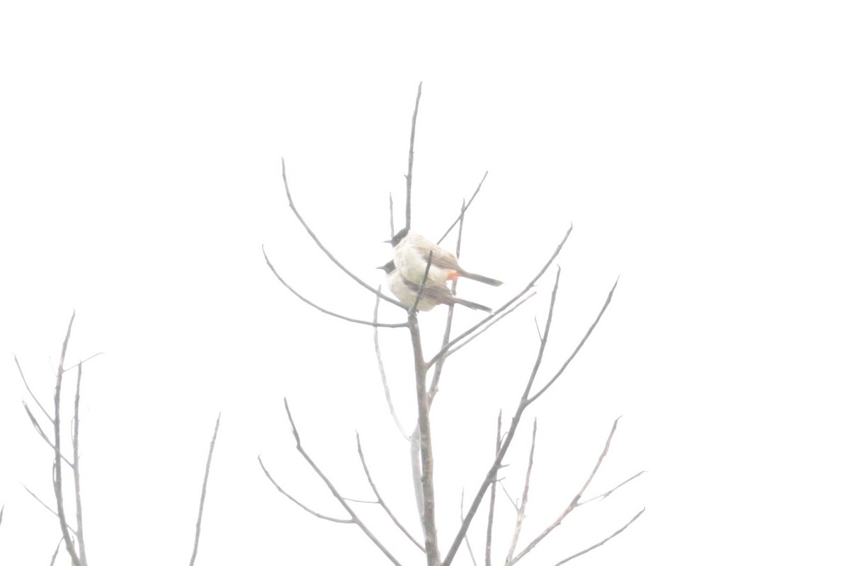 Sooty-headed Bulbul - ML645702650