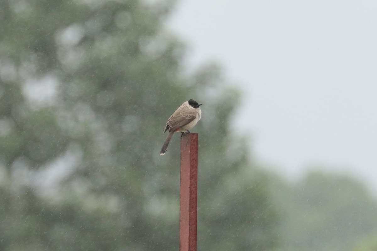 Sooty-headed Bulbul - ML645702651