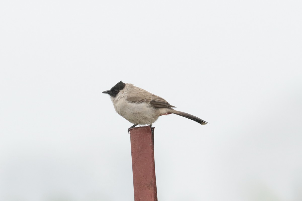 Sooty-headed Bulbul - ML645702652