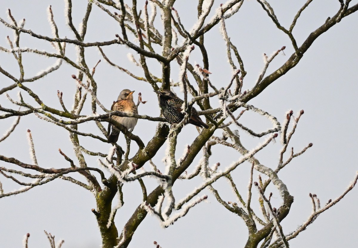 Fieldfare - ML645702655