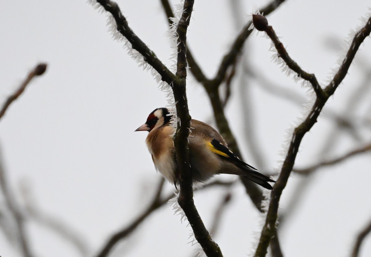 European Goldfinch - ML645702656