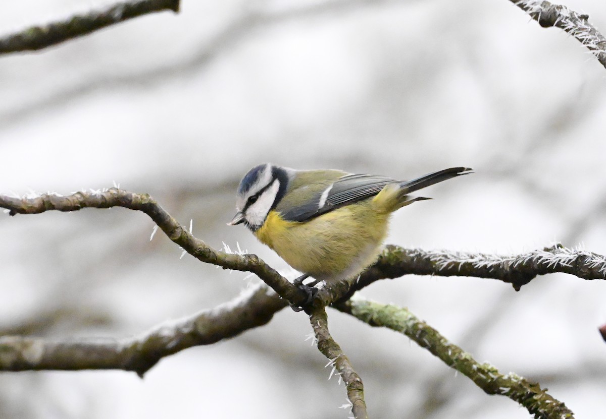 Eurasian Blue Tit - ML645702659