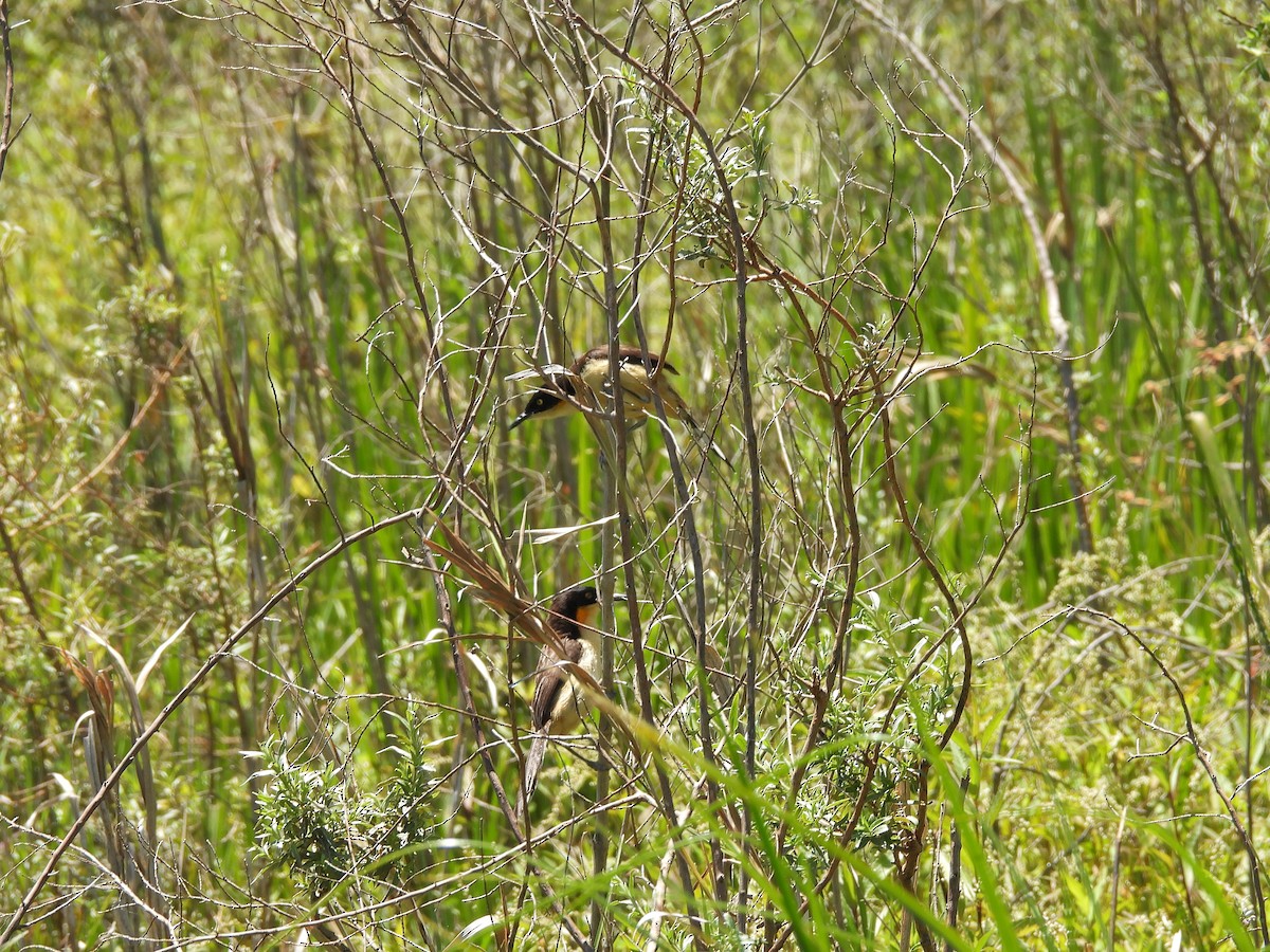 Мімик - ML645702660