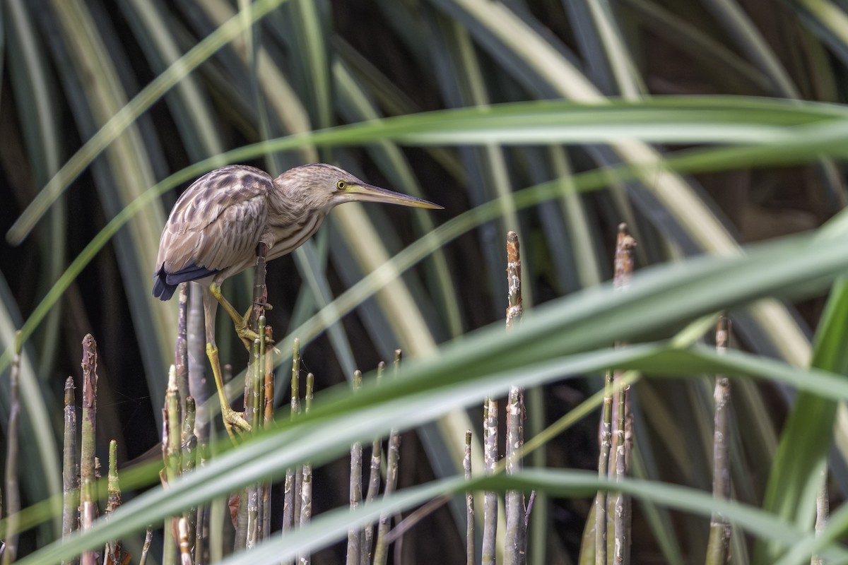 Yellow Bittern - ML645702661